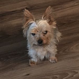 Meet your Posher, Joe